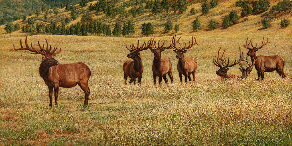 Elk In The Meadow