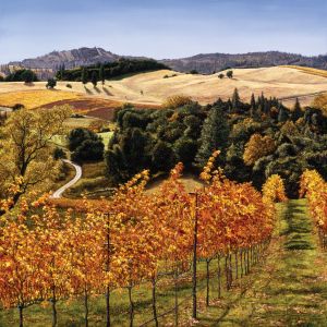 Shenandoah-Valley-vineyard1